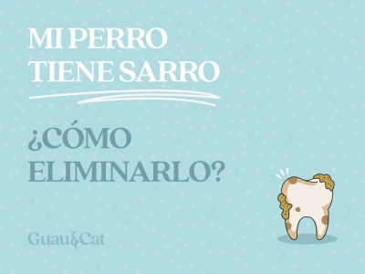 Mi perro tiene sarro ¿Cómo eliminarlo?