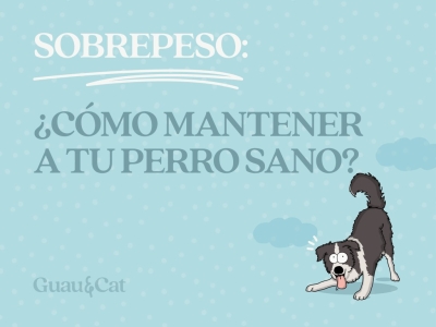 Mi perro está obeso: ¿Cómo mantenerlo en un peso sano con dieta saludable?